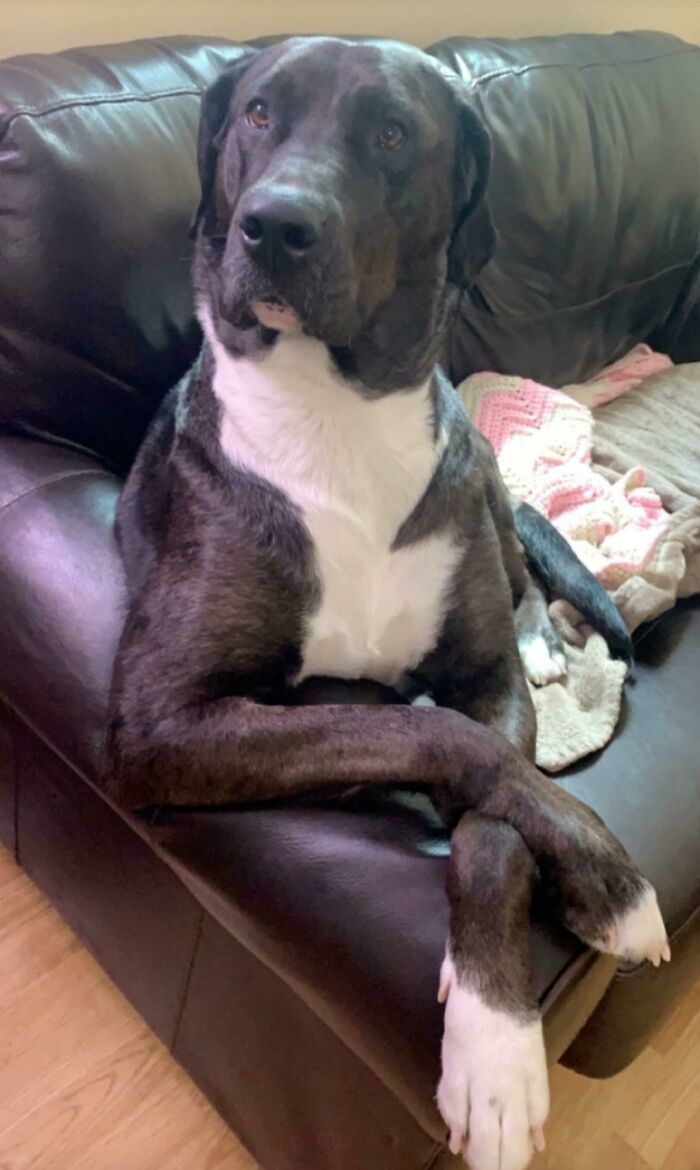 Esta es Pepper y es extrañamente fotogénica