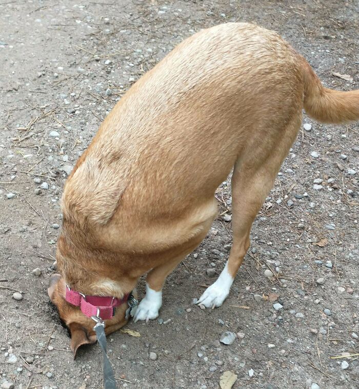 Cualquier agujero en el suelo que encuentra, ella tiene que meter su cara entera en él