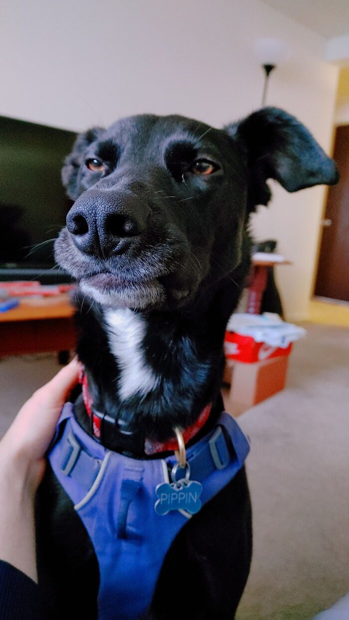La cara que pone mi perro cuando la atención que le presto es insatisfactoria