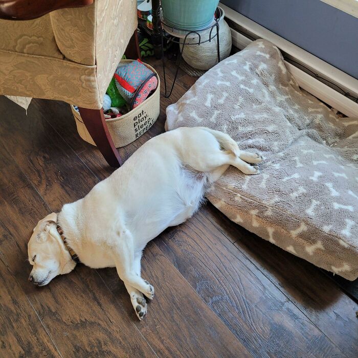 A goofy dog lying awkwardly on the floor next to a dog bed in a cozy indoor setting.