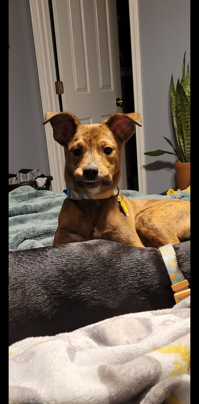 Un tontorrón tan hermoso