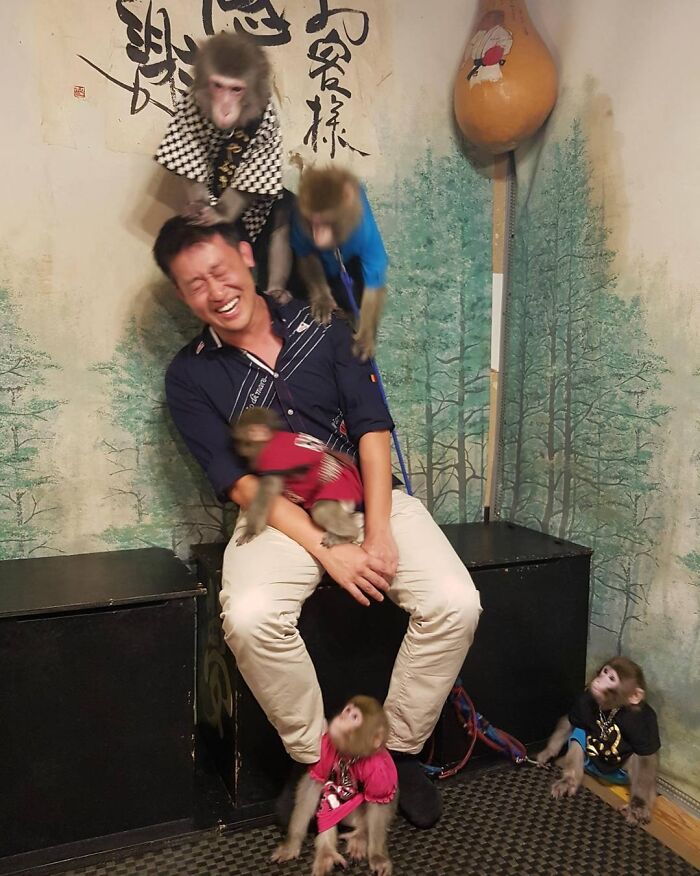 five monkeys near a laughing man