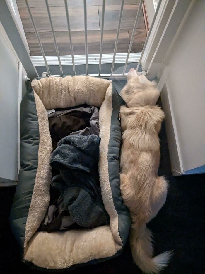 Light-colored dog lying on the floor next to an empty dog bed, showing goofy and weird dog behavior.