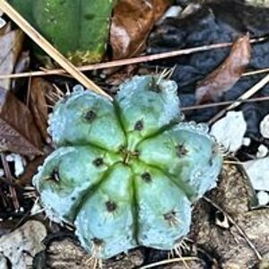 jackscactusfarm avatar