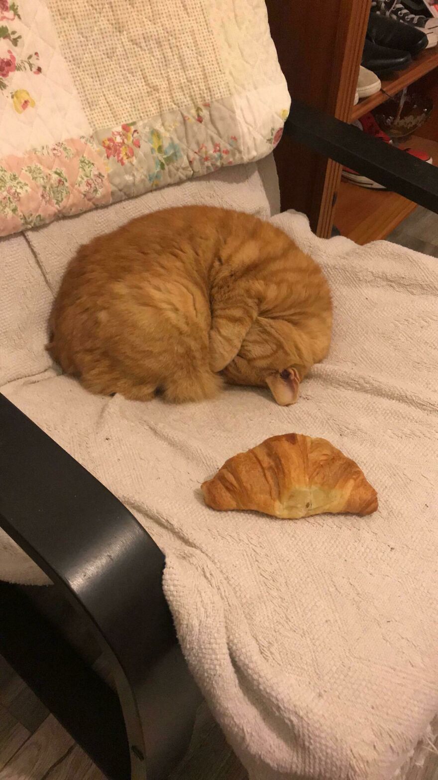 I No Longer Have A Cat, Just Two Croissants. I No Longer Have A Cat, Just Two Croissants.
