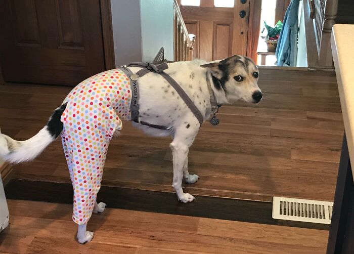 My Dog Just Had Surgery And Is Scared Of Her Cone, This Is My Mom's Solution