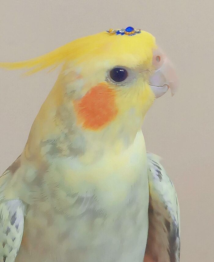 My Mother Insisted We Put A Bindi On My Bird To Celebrate Diwali