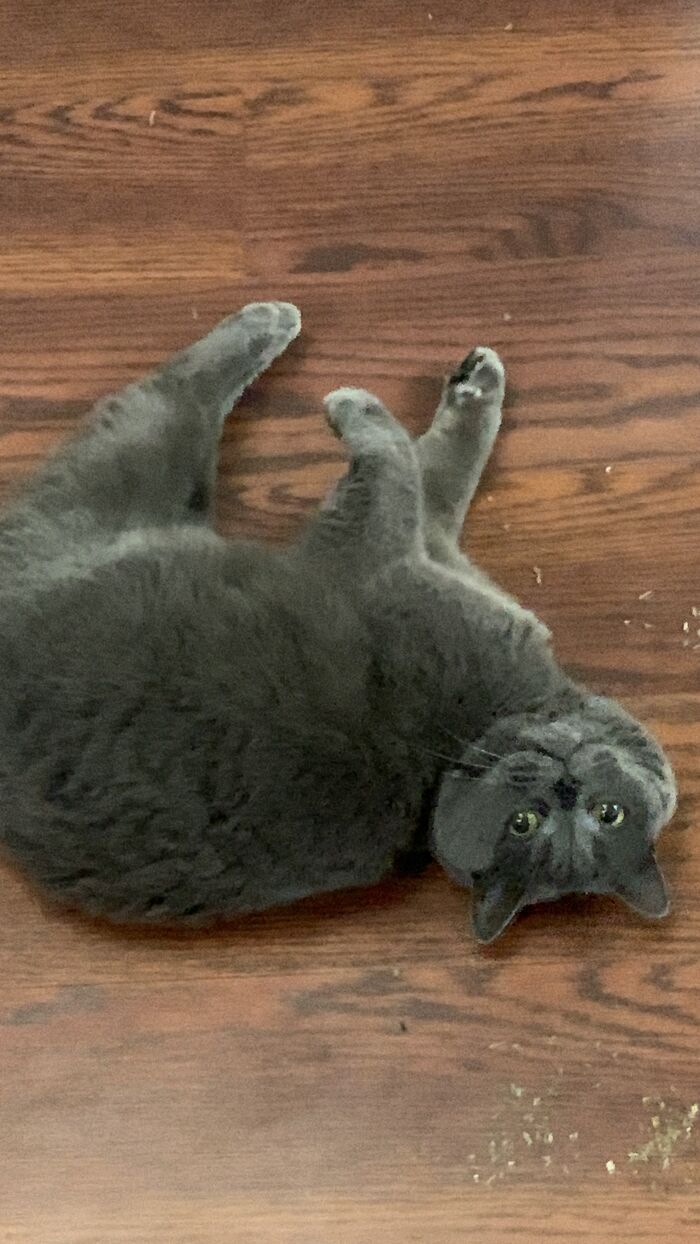 My Cat Moppet After Some Cat Nip