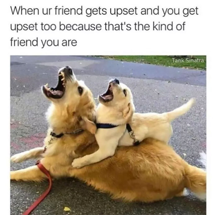 Funny-Animal-Memes-Awkwardanimals