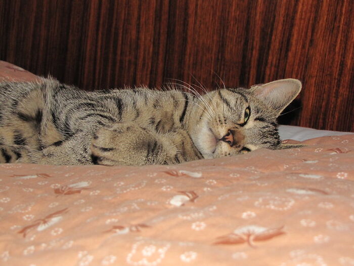 This Community For Pet Owners Helps Them To Understand If Their Pet’s Actually A Jerk (33 Examples)