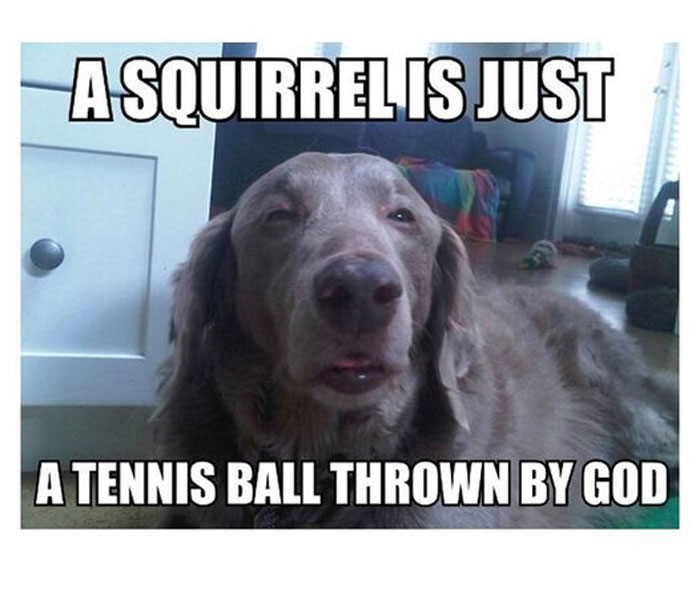 Funny-Animal-Memes-Awkwardanimals