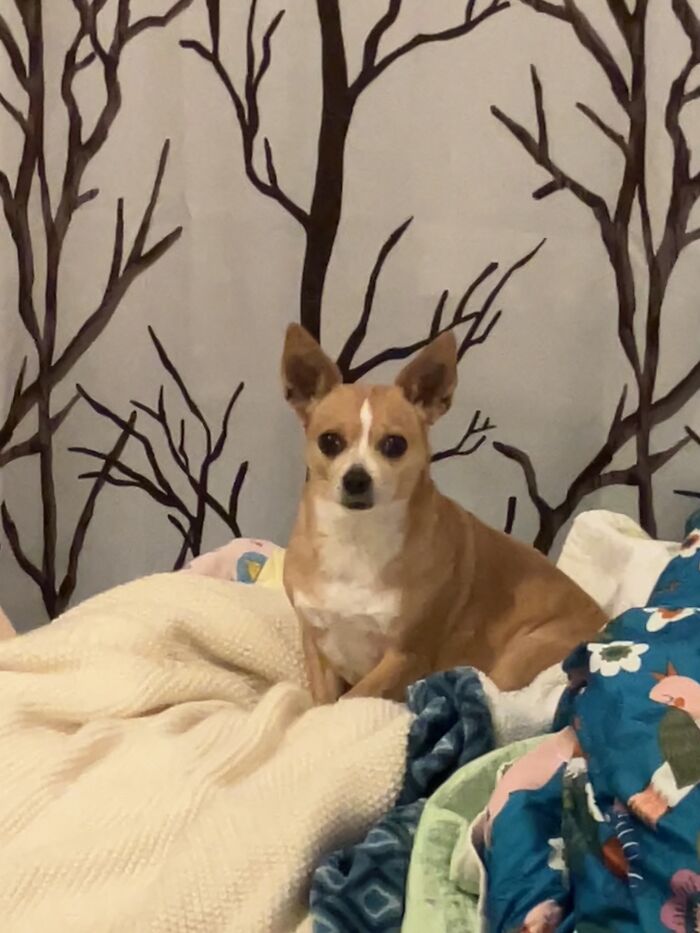 Lucy (Sorry For Blurry Photo)