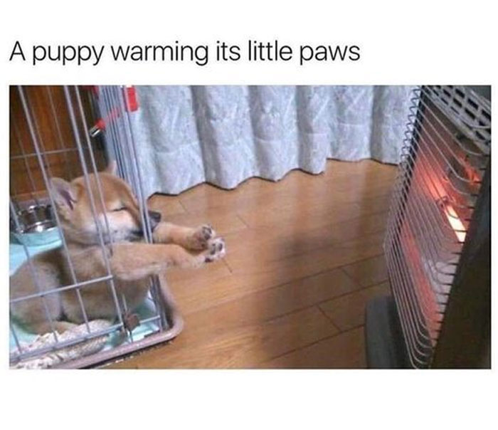 Funny-Animal-Memes-Awkwardanimals