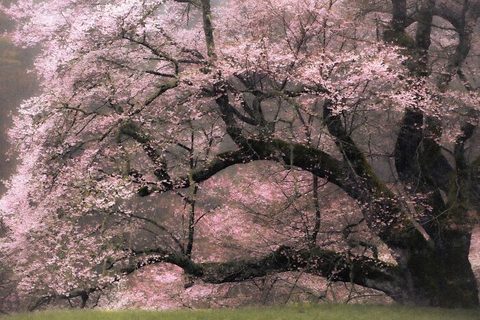 This Is My Take On Ancient Sakura Of Japan