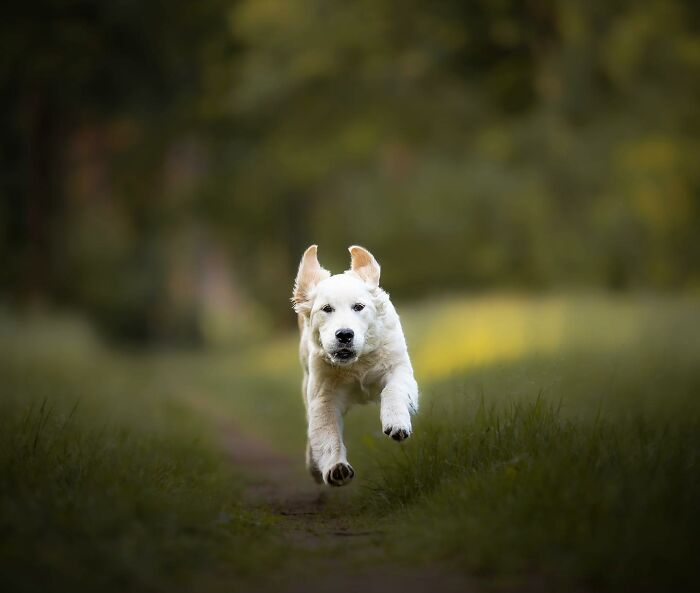 Adorable dog running joyfully through a grassy field, capturing pure happiness.