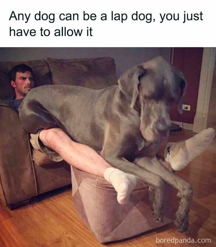 Funny-Animal-Memes-Awkwardanimals