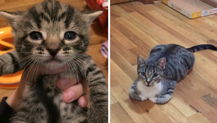 This Community For Pet Owners Helps Them To Understand If Their Pet’s Actually A Jerk (33 Examples)