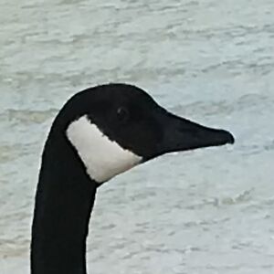 very-empty-box22 avatar