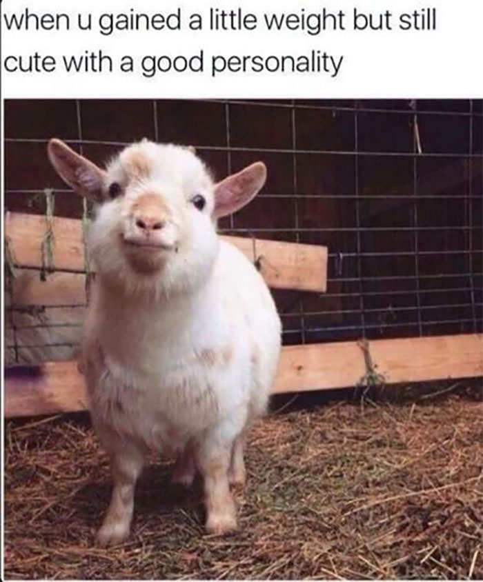 Funny-Animal-Memes-Awkwardanimals