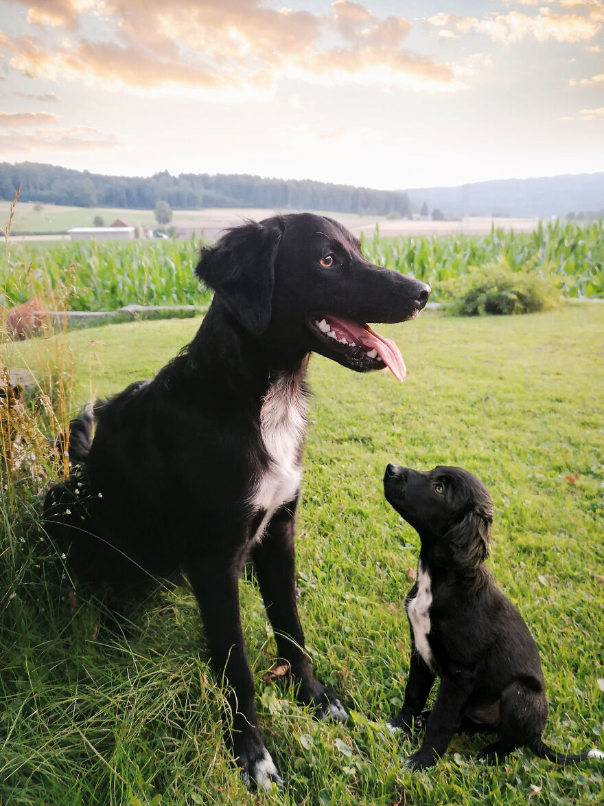 Digital Artist Combines Photos Of Dogs As Puppies And Adults Into One Wholesome Image