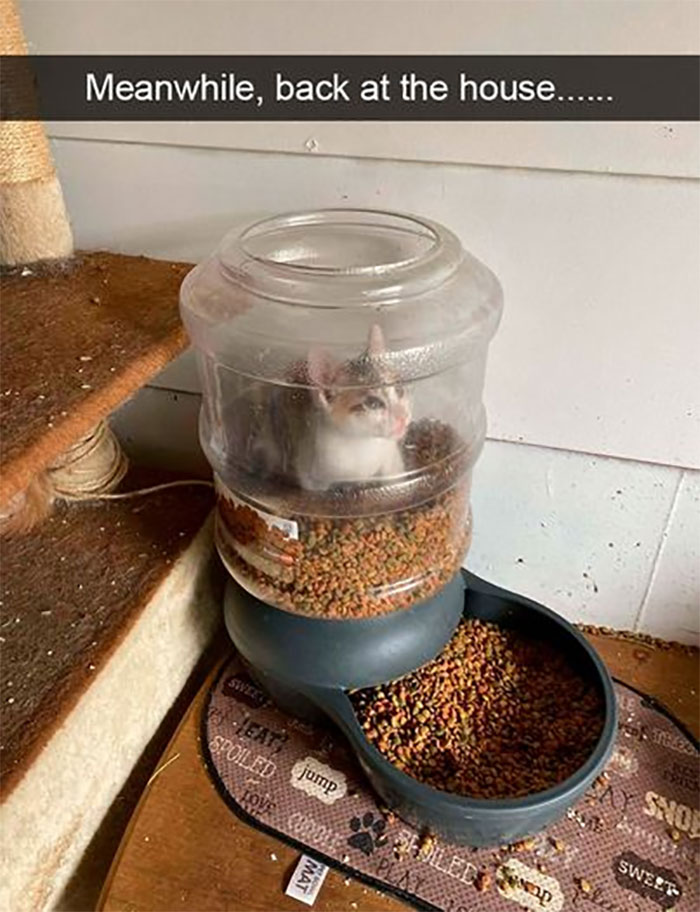 Funny-Animal-Memes-Awkwardanimals