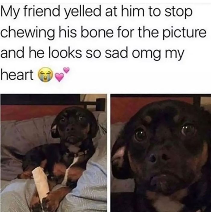 Funny-Animal-Memes-Awkwardanimals