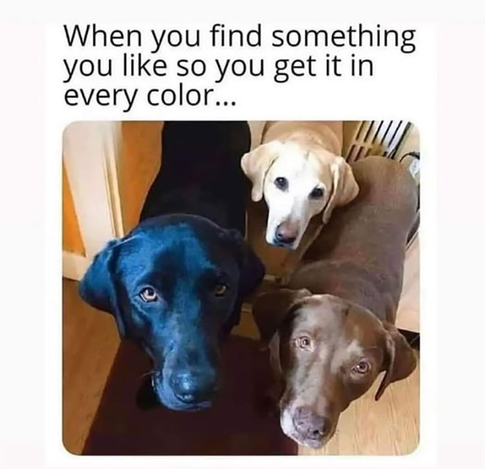 Funny-Animal-Memes-Awkwardanimals