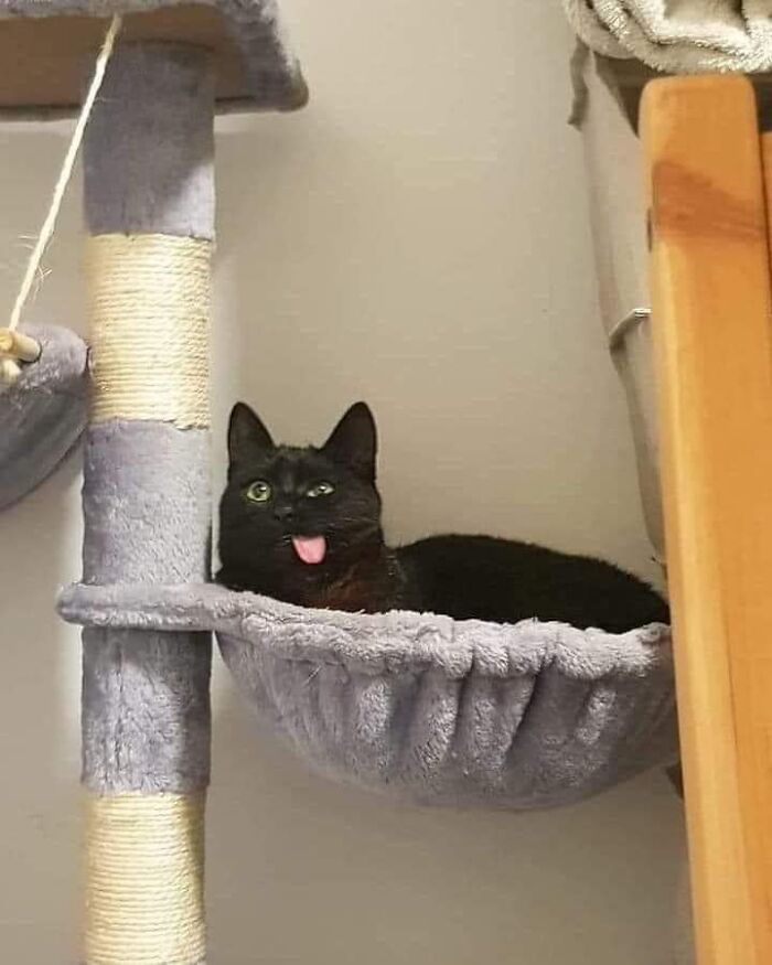 50 Times People Spotted Animals In Places They Shouldn't Be And Just Had To Document It