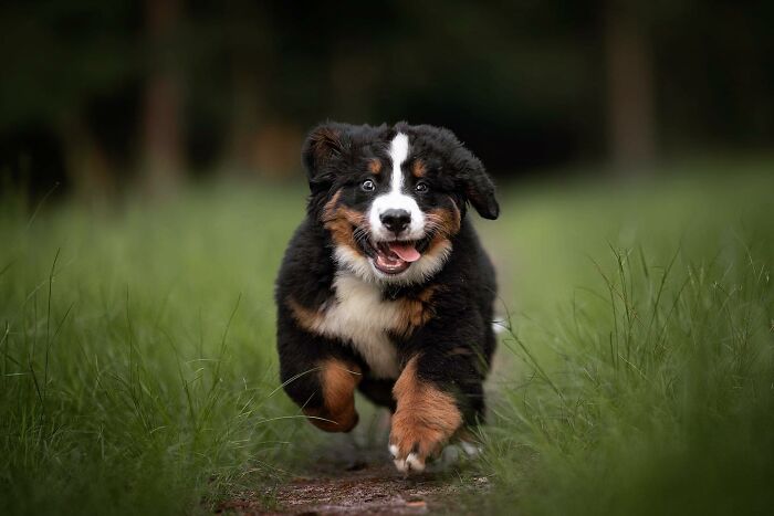 Playful dog running on a grassy path, showcasing pure joy and excitement.