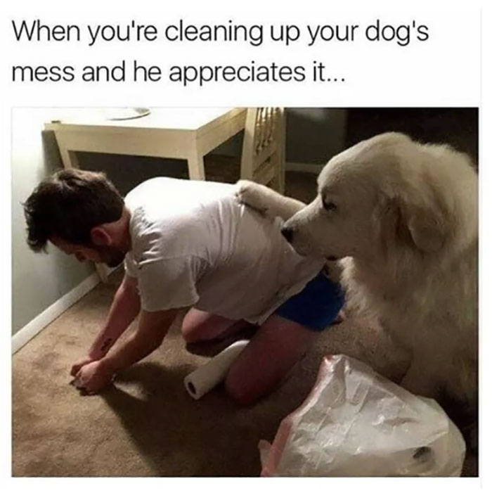 Funny-Animal-Memes-Awkwardanimals