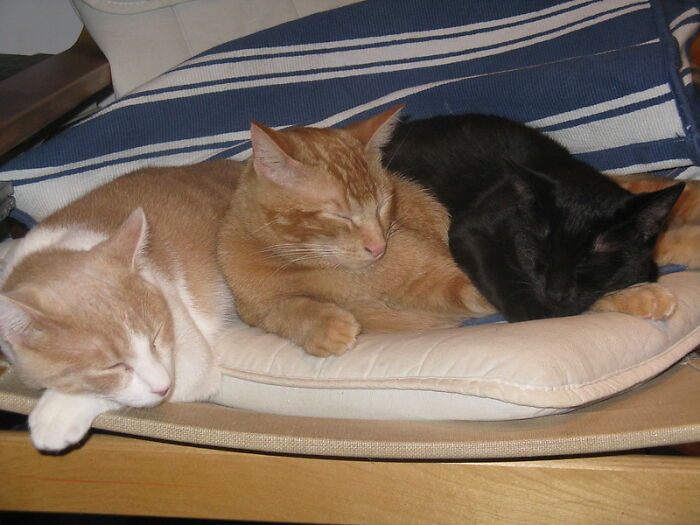 This Community For Pet Owners Helps Them To Understand If Their Pet’s Actually A Jerk (33 Examples)