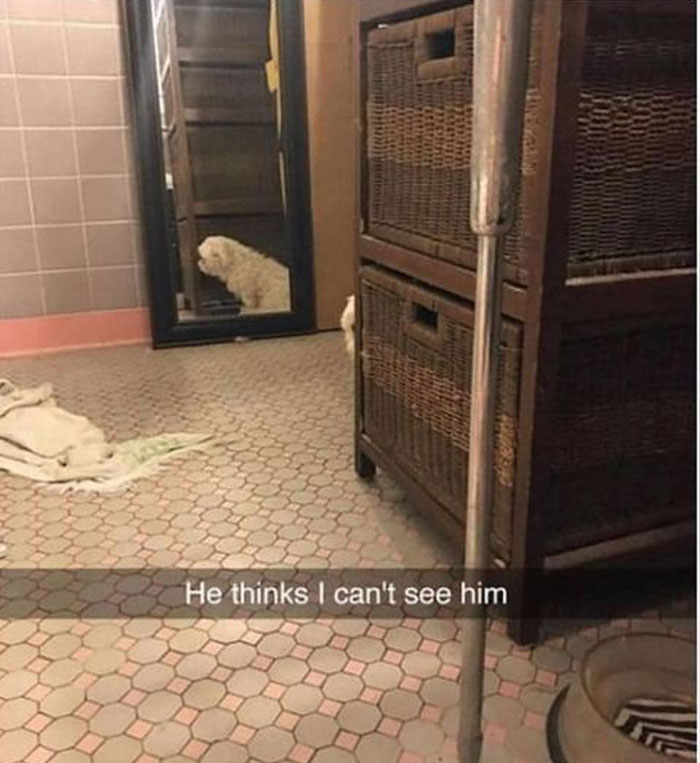 Funny-Animal-Memes-Awkwardanimals