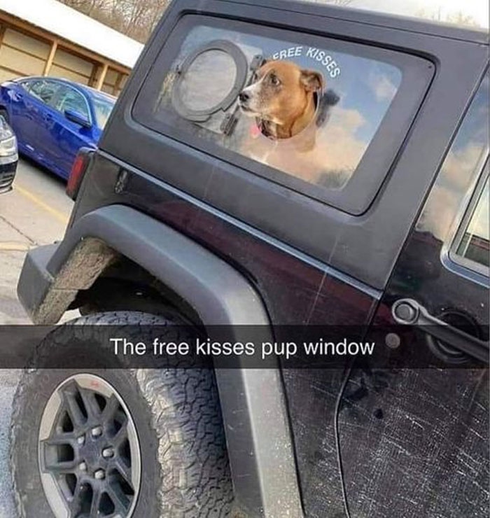 Funny-Animal-Memes-Awkwardanimals