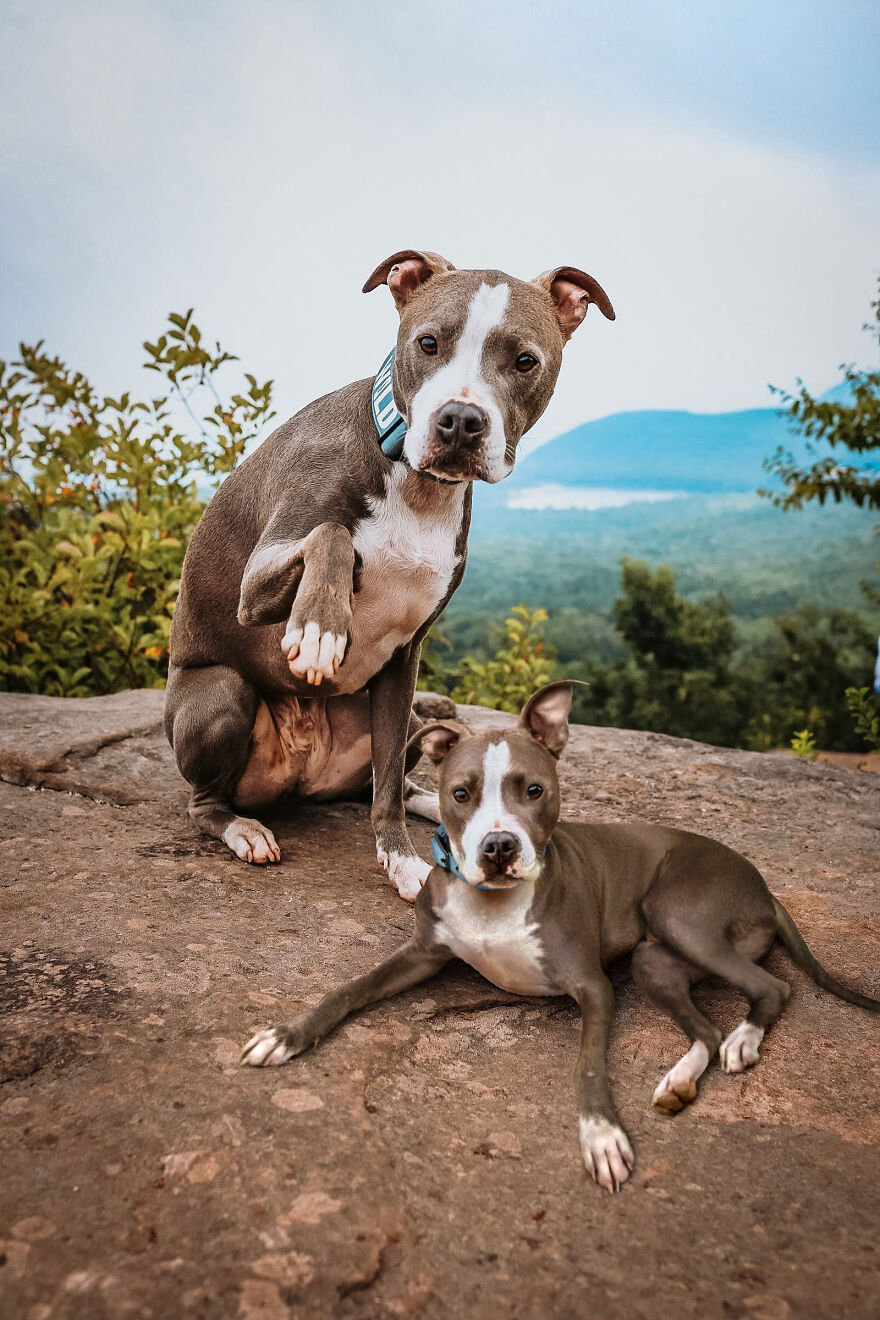 Digital Artist Combines Photos Of Dogs As Puppies And Adults Into One Wholesome Image