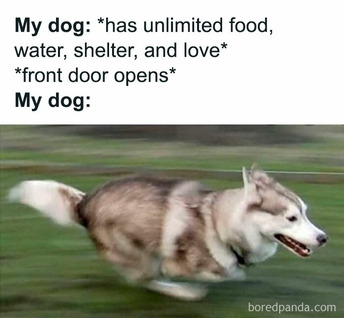 Funny-Animal-Memes-Awkwardanimals