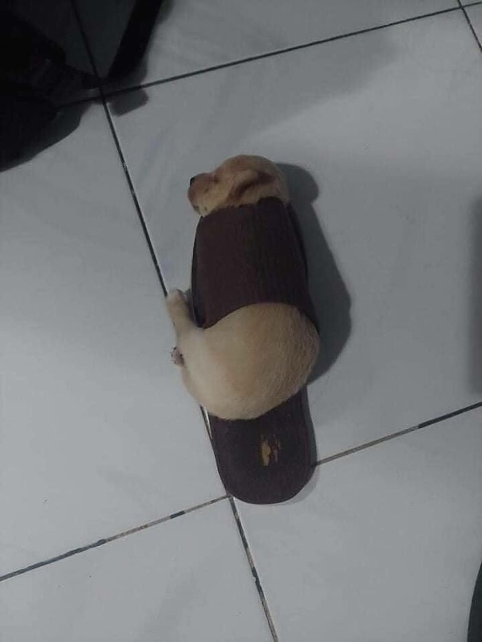 50 Times People Spotted Animals In Places They Shouldn't Be And Just Had To Document It