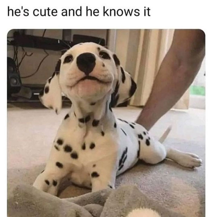 Funny-Animal-Memes-Awkwardanimals