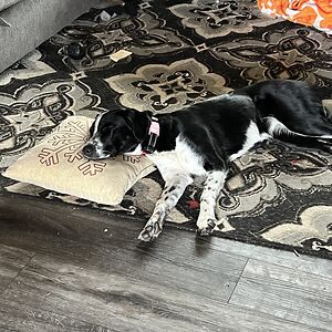 danielleburham avatar