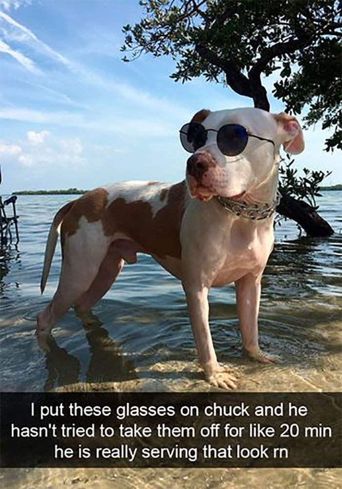 Funny-Animal-Memes-Awkwardanimals