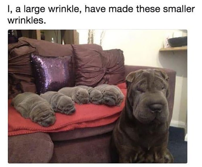 Funny-Animal-Memes-Awkwardanimals