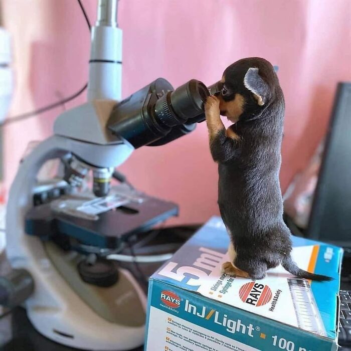 50 Times People Spotted Animals In Places They Shouldn't Be And Just Had To Document It