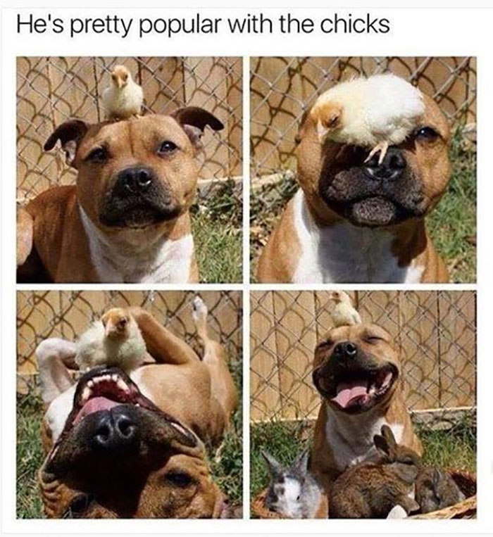 Funny-Animal-Memes-Awkwardanimals