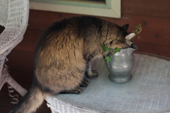 This Community For Pet Owners Helps Them To Understand If Their Pet’s Actually A Jerk (33 Examples)