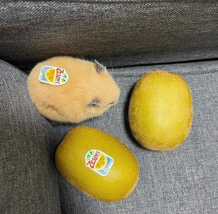 50 Times People Spotted Animals In Places They Shouldn't Be And Just Had To Document It