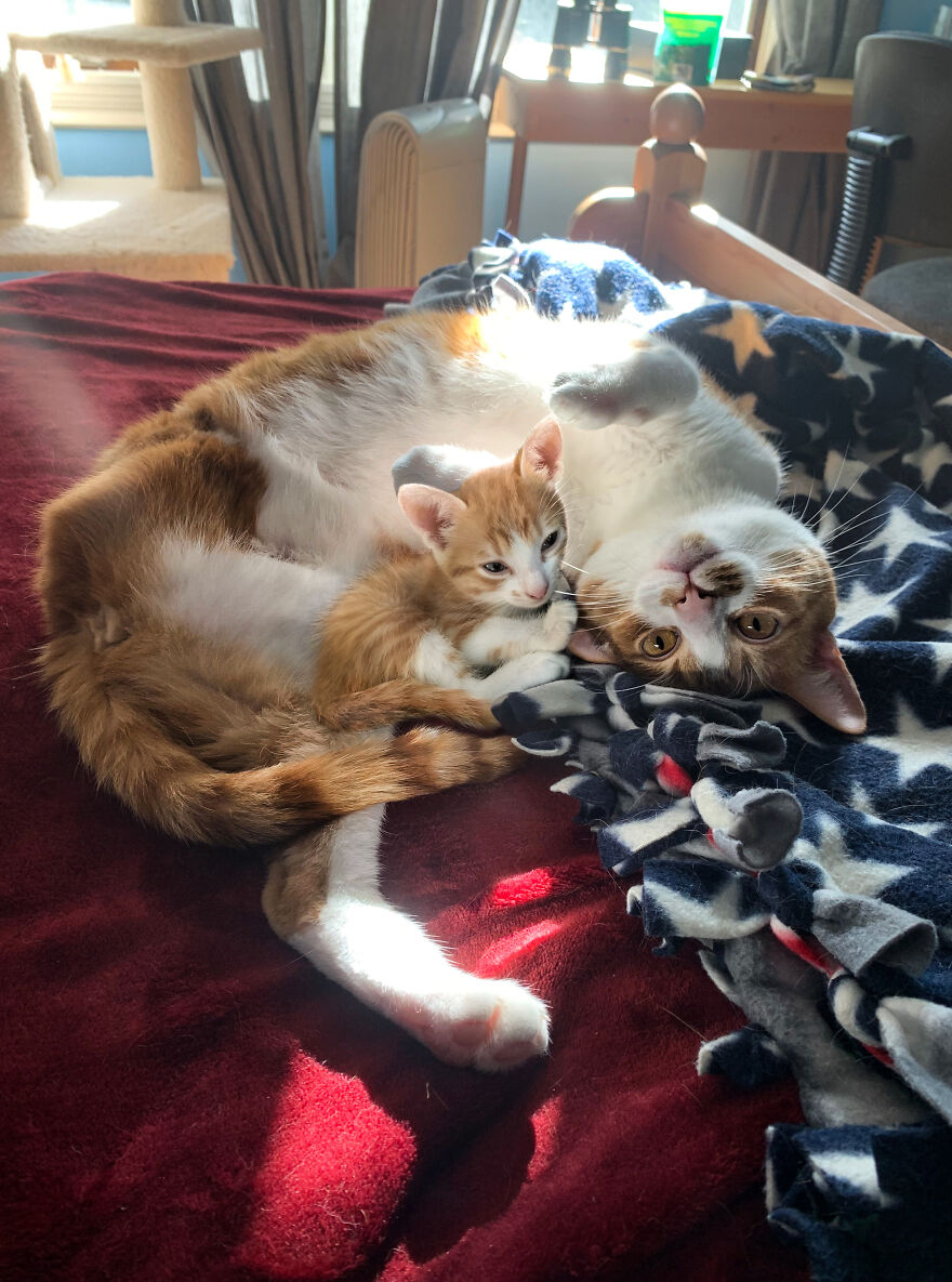 Digital Artist Combines Photos Of Dogs As Puppies And Adults Into One Wholesome Image