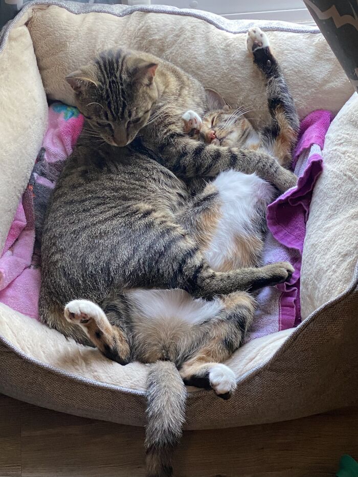 Mimsy (Captor) And Her Baby Sisu (Happily Comfortably Captive)