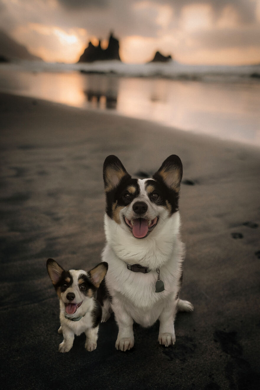 Digital Artist Combines Photos Of Dogs As Puppies And Adults Into One Wholesome Image