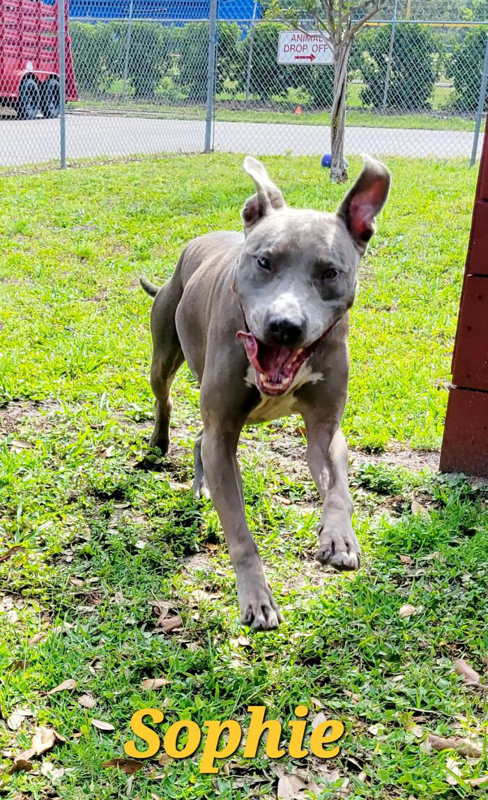 Resilient Shelter Dog Finally Finds Forever Home After Heart-Wrenching Anniversary Video Goes Viral