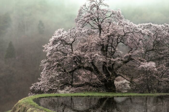 This Is My Take On Ancient Sakura Of Japan