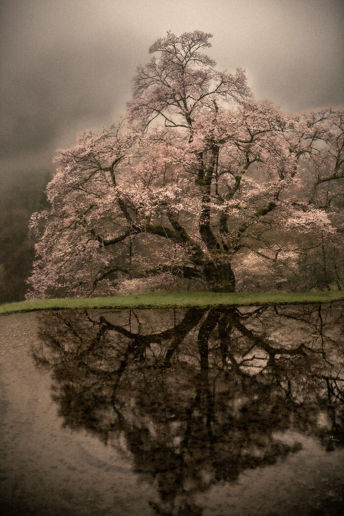 This Is My Take On Ancient Sakura Of Japan